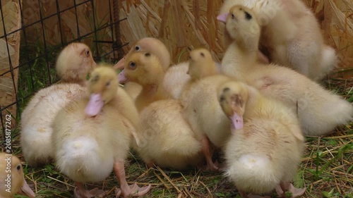 Close up of flock of yellow little ducklings in aviary in countryside. Poultry, agriculture, farming. Subsistence farming