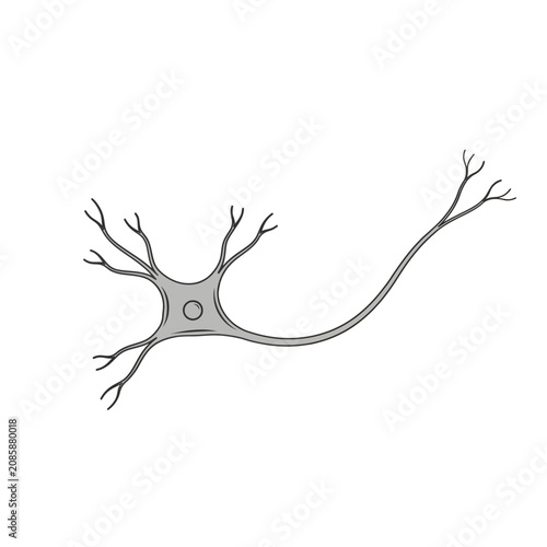 Bild auf Leinwand Neuron illustration with dendrites and axon gray line drawing on white backgroun