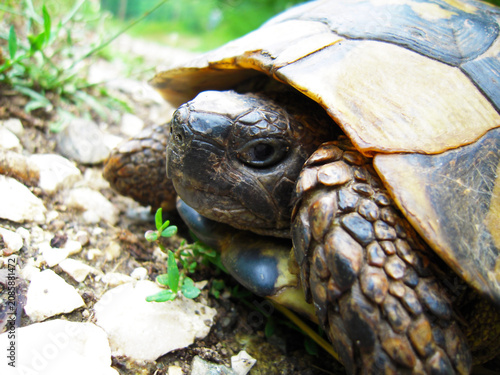 Tableau sur toile Close-up, ground-level portrait of a turtle partially withdrawn into its shell in a sunlit woodland setting