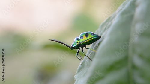 green bug on a leaf