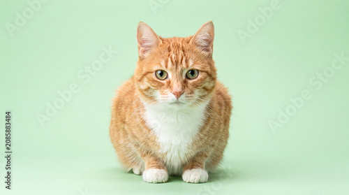 Obraz na plátně Cute orange tabby cat sitting on a pastel green background