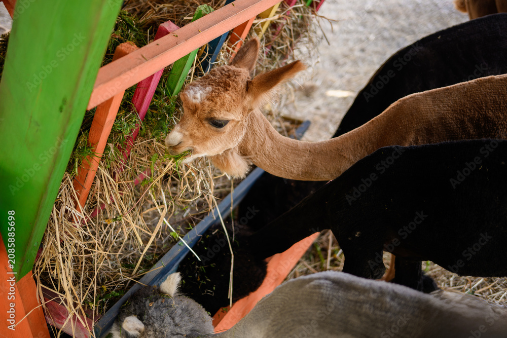 Fototapeta premium High angle shot of domestic alpacas feeding on fresh grass and hay from a colorful wooden manger, promoting agritourism, balanced livestock nutrition, eco farming and animal husbandry