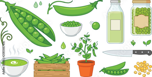 Fresh Green Pea Collection with Garden Peas, Pea Soup, Pea Milk, Sprouts, Preserved Peas, and Healthy Vegetable Vector Set