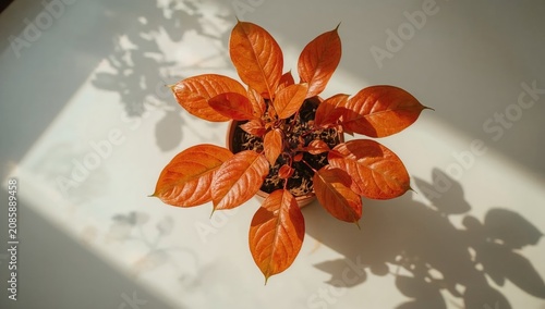 Leaves Display Bright Color From a Plant in a Pot Placed on a Table Near Sunl...