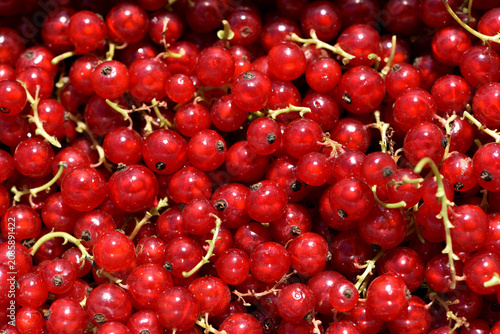 Canvastavla Ribes rubrum, ripe berries on a background