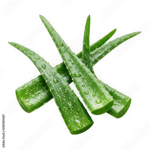 Fresh green aloe vera leaves arranged closely together