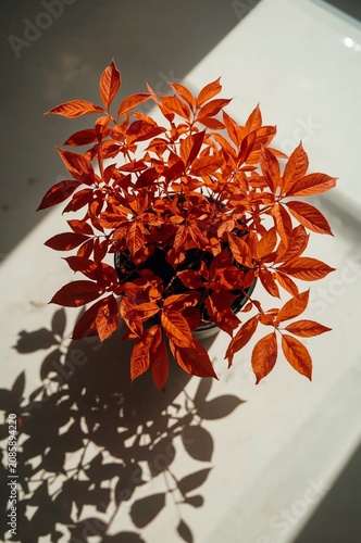 Bright Orange Plant Sits on a White Surface Creating Shadows in a Sunny Room