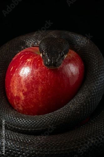 Snake Wrapped Around Red Apple on Black Background