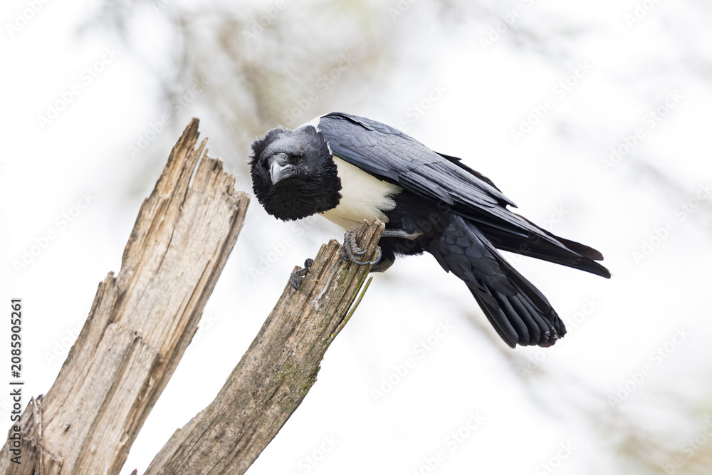 Fototapeta premium An adult pied crow (Corvus albus) perched in a tree.