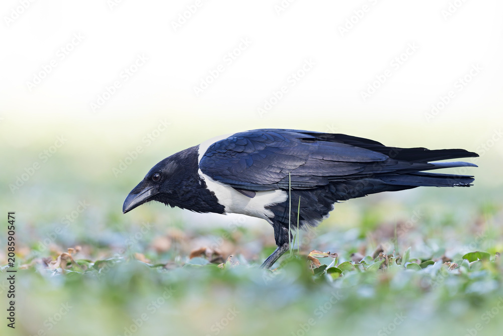 Fototapeta premium An adult pied crow (Corvus albus) on the ground.