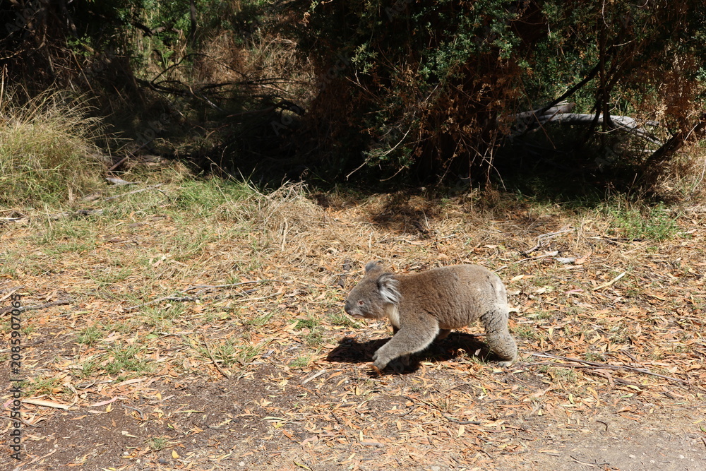 Fototapeta premium koala walking