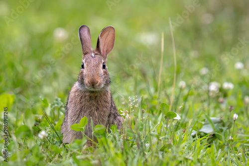 A young rabbit sits in a field of green grass and clover.