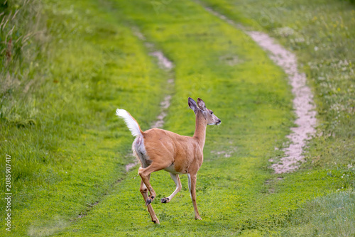 A deer runs down a grassy path.