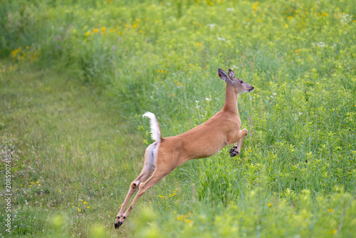 A deer leaps through a field of green grass and yellow wildflowers.