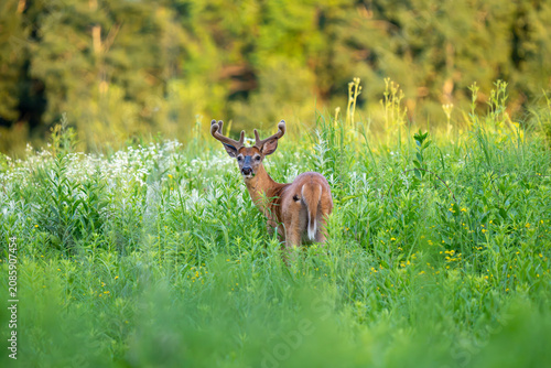 A young deer with antlers stands in a field of tall green grass and wildflowers, looking back over its shoulder.