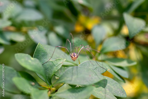 A daddy longlegs spider with long, thin legs rests on green leaves.