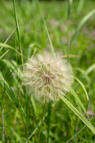A large, fluffy dandelion seed head stands tall amidst green grass and blurred purple flowers.