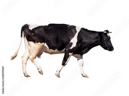 Holstein friesian cow walking isolated on white background with farm life farm animal livestock holstein friesian agriculture isolated background countryside farmhouse