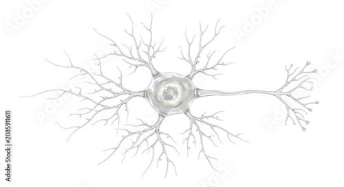 Obraz na płótnie Detailed 3D illustration of a single neuron cell with its intricate dendrites an