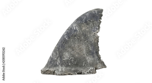 Schilderij op canvas Ancient fossilized shark fin, a relic from prehistoric oceans