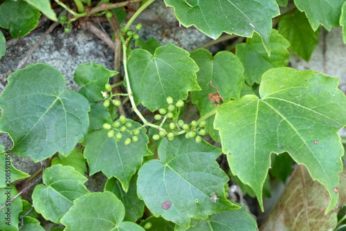 Quadro su tela American ivy or Boston ivy (Parthenocissus tricuspidata) is a vigorous climbing vine with glossy three-lobed leaves, widely grown to cover walls, fences, and buildings