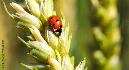 Red ladybug crawls on an unripe spikelet of wheat in the field. Macro photography of nature, ecology, agriculture and summer.