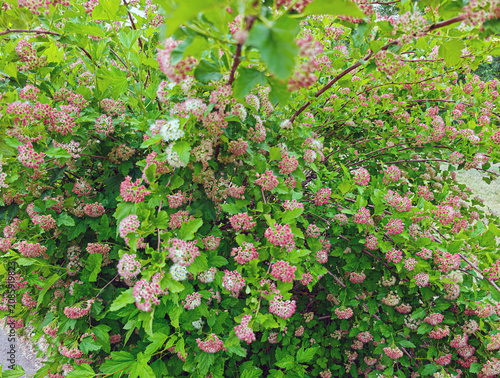 Fotografie Japanese spirea (Spiraea japonica) shrub, probably the popular ‘Little Princess’ variety, characterised by its compact habit and profuse flowering