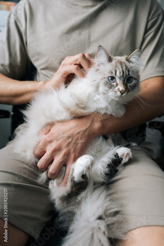 Εκτύπωση καμβά Vertical shot of male owner gently holding beautiful fluffy domestic neva masquerade cat providing comfort, displaying affection, enjoying peaceful companionship during a moment of relaxation