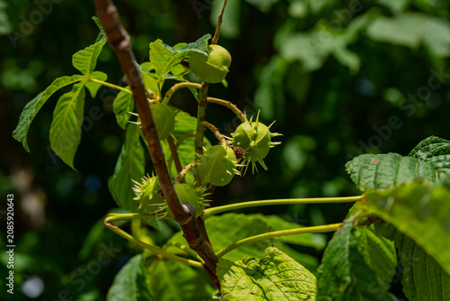 Принти на полотні Developing horse chestnut seeds encased in bright green thorny shells attached t
