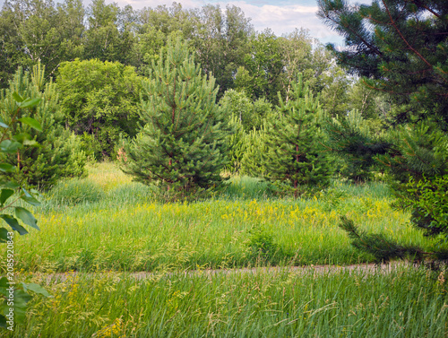 Meadow with pine trees, birches and a variety of wildflowers, such as yellow rapeseed or wild mustard.