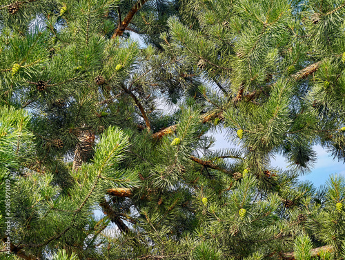 Scots pine (Pinus sylvestris), characterised by a dense crown and long needles. Both mature brown cones and young green cones can be seen on the branches.