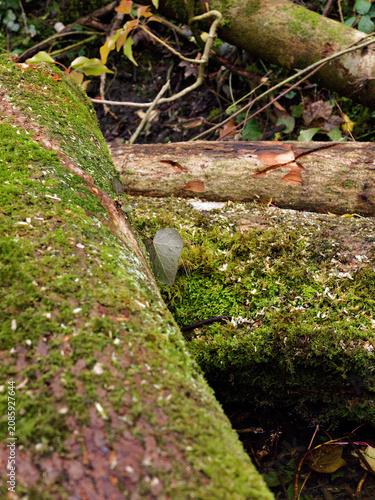 Photos Moss-Covered Logs in a Deep Forest Setting