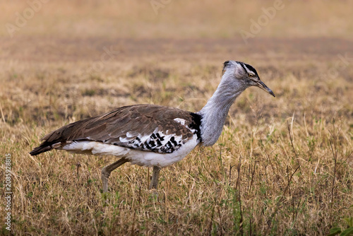 Canvastavla Kori bustard walking across the Serengeti plains, Tanzania
