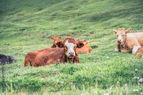Cattle resting in a lush green alpine meadow surrounded by wildflowers, Bavarian Alps.