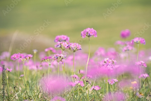 Blooming Primula farinosa (bird's-eye primrose) in an alpine meadow, Gaistal valley