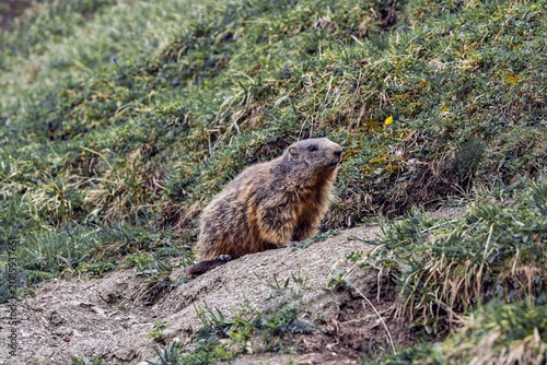 Alpine Marmot standing at the entrance of its burrow on a lush green meadow in the European Alps, wildlife photography, nature conservation.