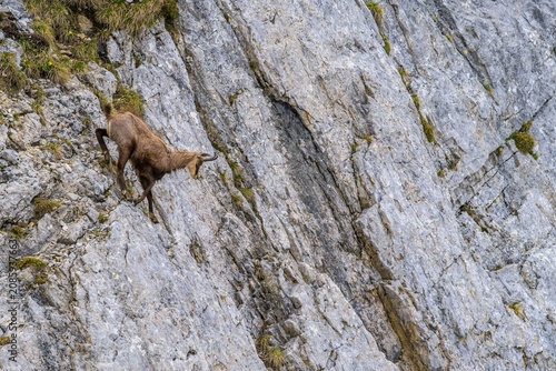 Alpine chamois climbing on a steep limestone rock face in the mountains