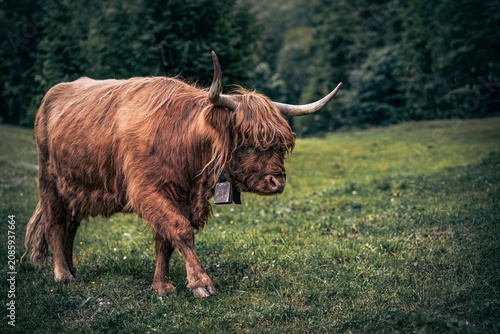 Scottish Highland cattle grazing on an alpine pasture