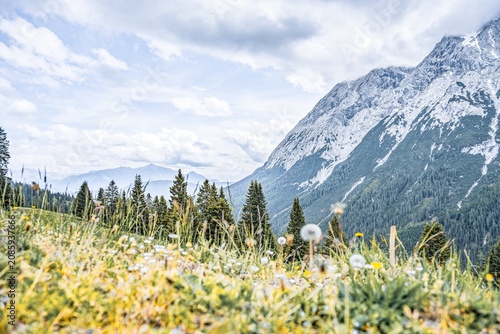 Alpine mountain landscape in the Gaistal valley with wildflowers in the foreground