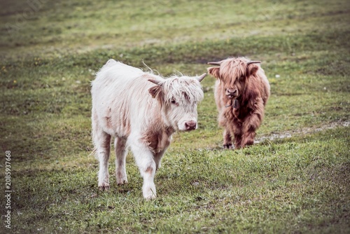 Two cute highland cattle calves grazing on a green mountain meadow