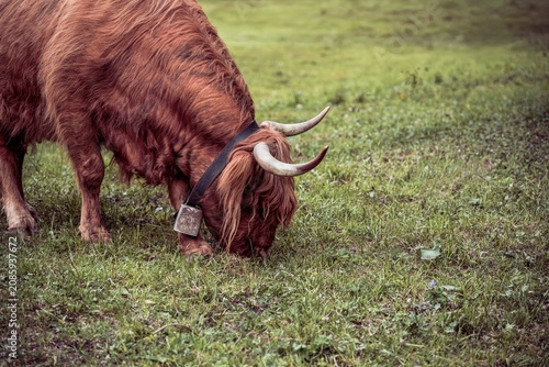 Highland cattle grazing on a lush green meadow with traditional cowbell