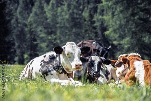 Group of cows resting in a lush green pasture in the Alps