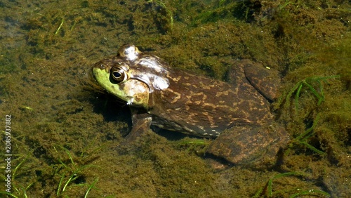 Foto frog in the pond