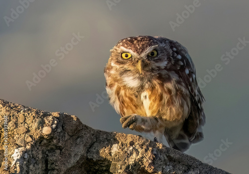 Little owl (Athene noctua) perched on a rock, sharp gaze, wildlife photography.	
