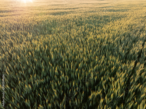 Close-up of golden wheat field at golden hour with soft sunlight