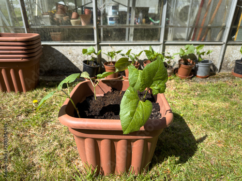 Obraz na plátně Pot of runner bean seedling plants in compost after planting outside a greenhous