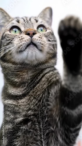 A sleek, pristine tabby cat with brilliant green eyes, rising on hind legs, extending a paw upwards on a stark white background, symbolizing innovative exploration