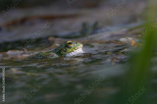 Grenuille verte