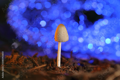 white gilled mushroom