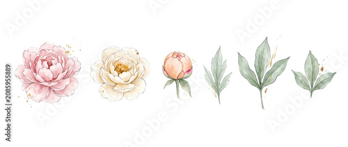 Watercolor peony floral clipart set of isolated pink and cream flowers with green leaves and gold glitter accents for elegant wedding invitation design, romantic greeting card, and botanical branding.